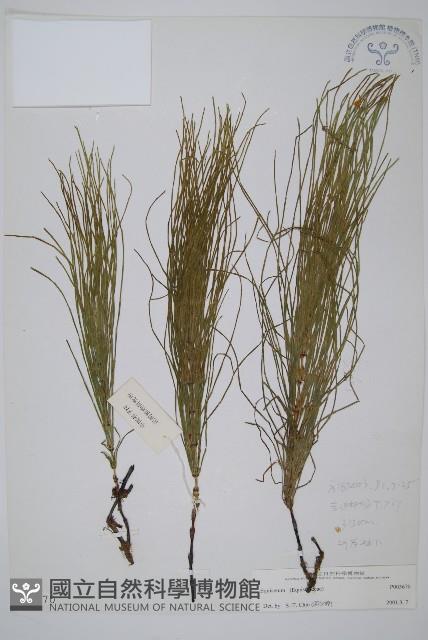 登錄號:P003670藏品圖，第1張