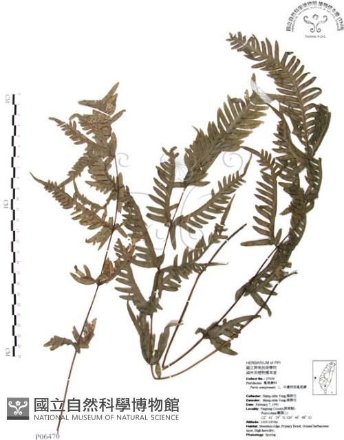 半邊羽裂鳳尾蕨藏品圖，第1張