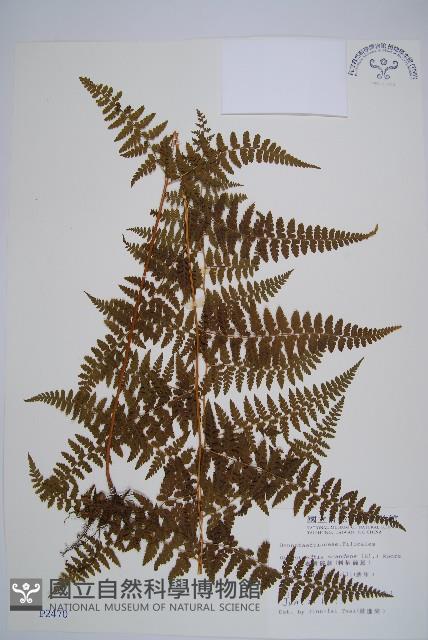 刺柄碗蕨藏品圖，第1張