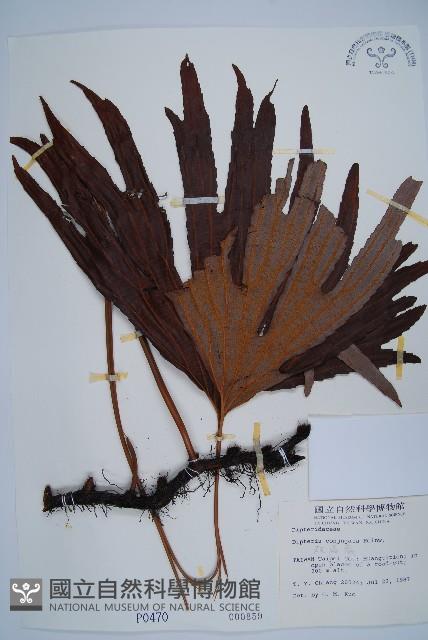 雙扇蕨藏品圖，第1張