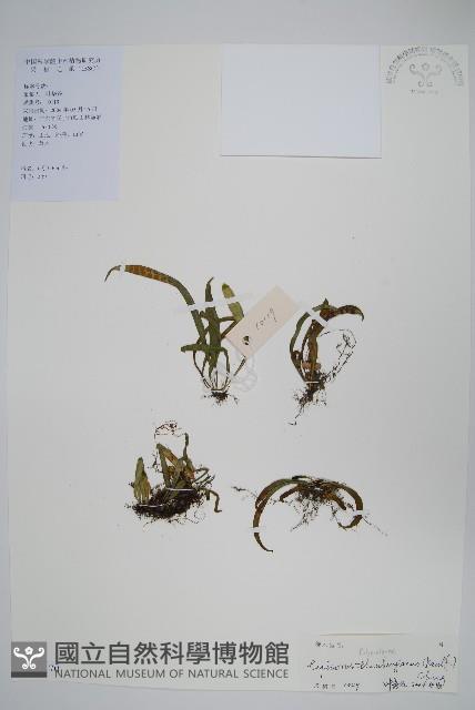 瓦葦藏品圖，第1張