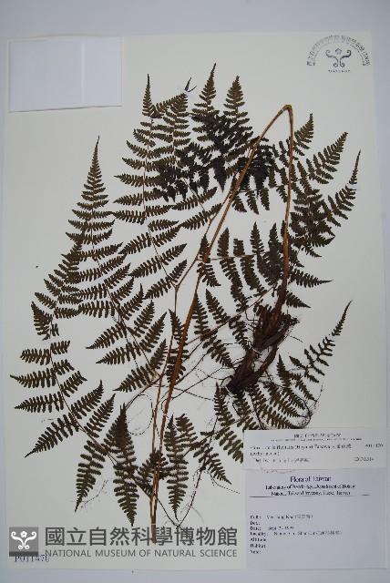 大葉貞蕨藏品圖，第1張