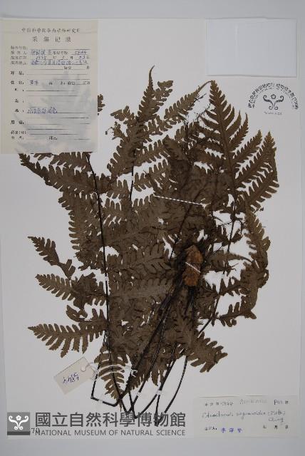 軸脈蕨藏品圖，第1張