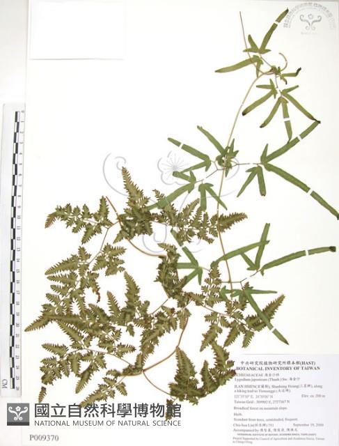 海金沙藏品圖，第1張