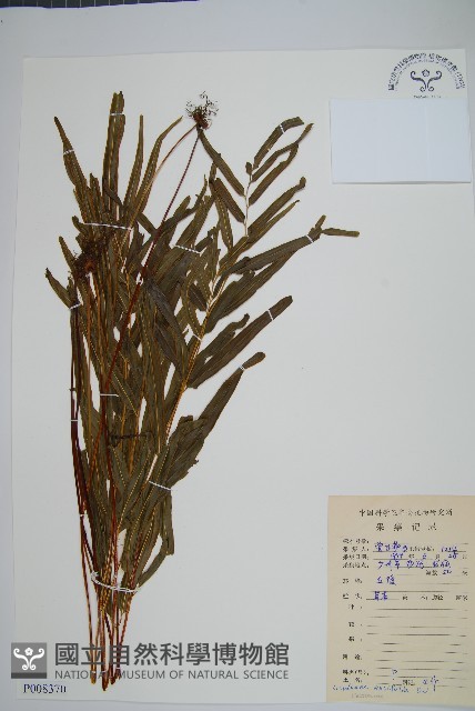 箭葉鱗始蕨藏品圖，第1張