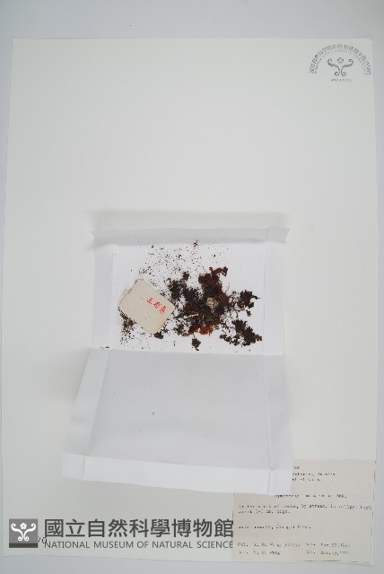 華東膜蕨藏品圖，第1張