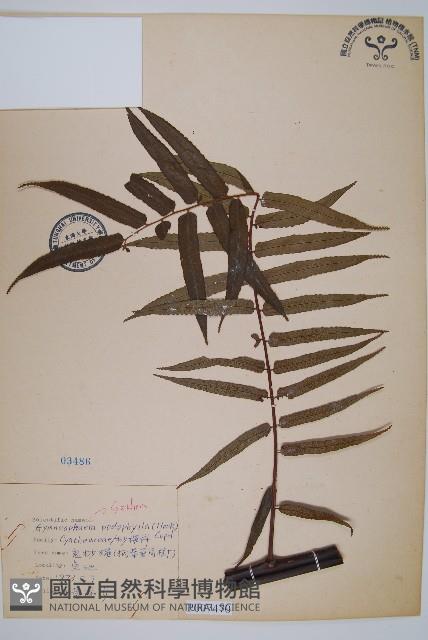 黑桫蕨藏品圖，第1張