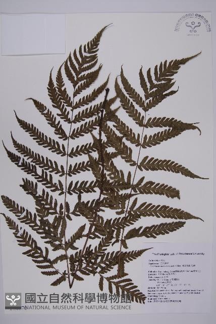 薄葉擬肋毛蕨藏品圖，第1張