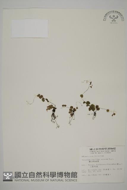 團羽鐵線蕨、團葉鐵線蕨、對葉鐵線蕨藏品圖，第1張