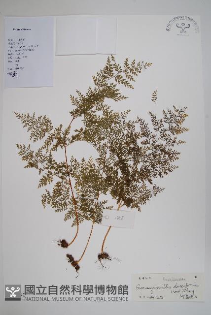 雨蕨藏品圖，第1張