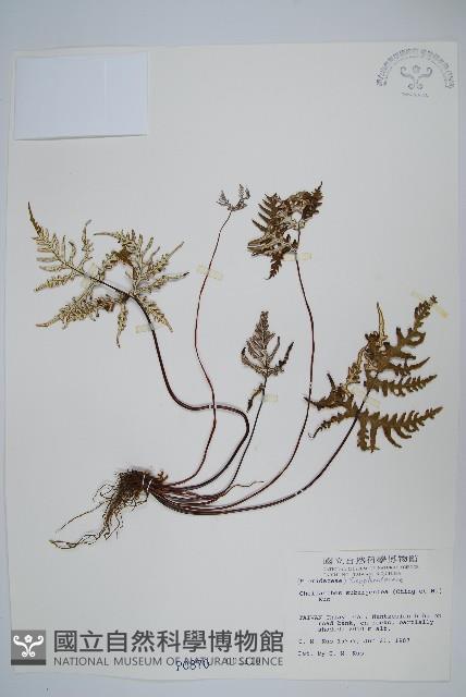 擬長柄粉背蕨藏品圖，第1張