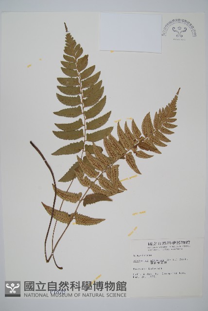 鋸齒雙蓋蕨、線葉雙蓋蕨、刺鱗雙蓋蕨藏品圖，第1張