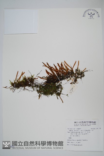 絨毛石葦藏品圖，第1張