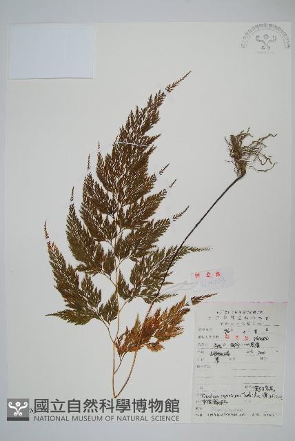 日本金粉蕨藏品圖，第1張