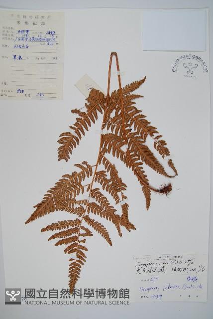 南海鱗毛蕨藏品圖，第1張