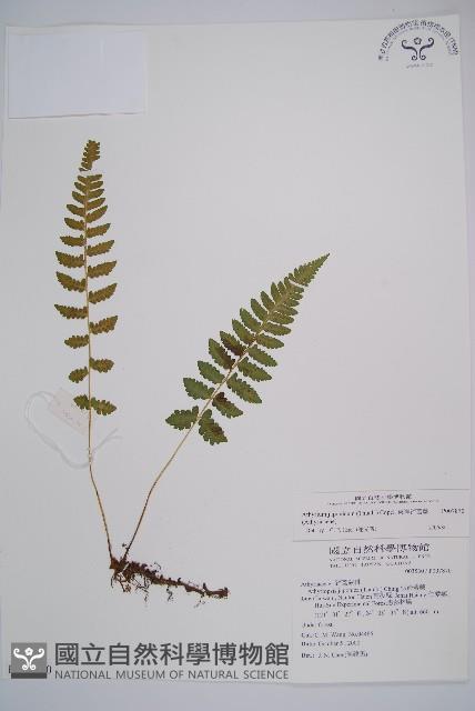 東洋蹄蓋蕨藏品圖，第1張
