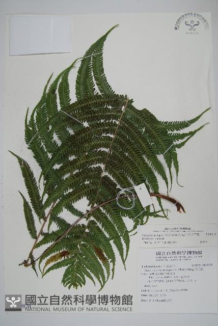 斜葉金星蕨藏品圖，第1張