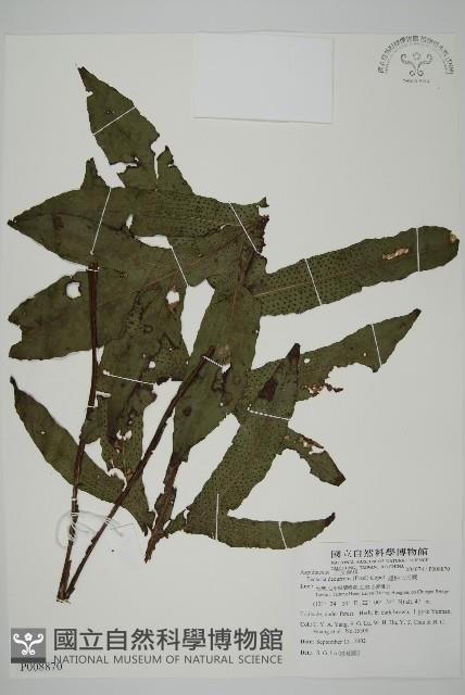 翅柄三叉蕨藏品圖，第1張