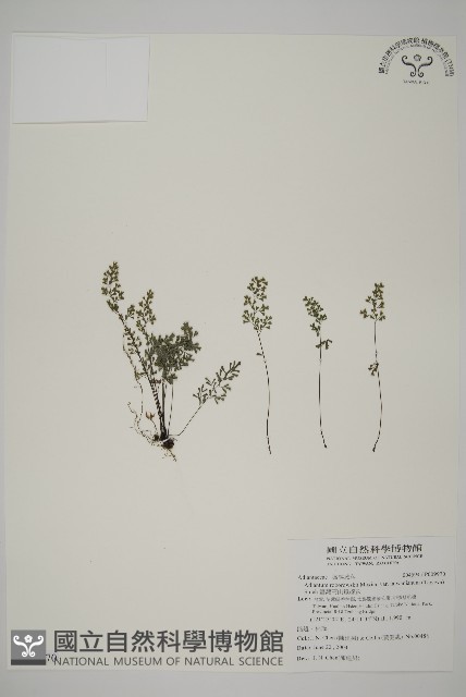 臺灣高山鐵線蕨藏品圖，第1張