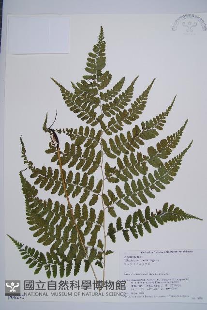 坡生蹄蓋蕨藏品圖，第1張
