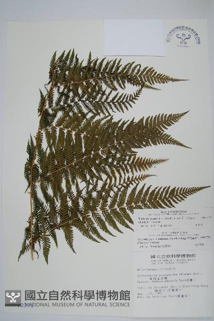 粗毛金星蕨藏品圖，第1張