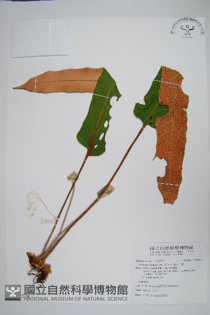 盧山石葦藏品圖，第1張