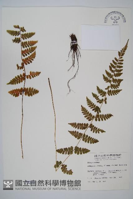 生芽蹄蓋蕨藏品圖，第1張