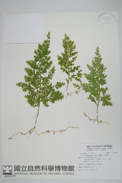 密葉卷柏藏品圖，第1張