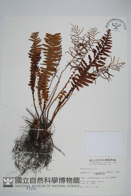 耳形瘤足蕨藏品圖，第1張
