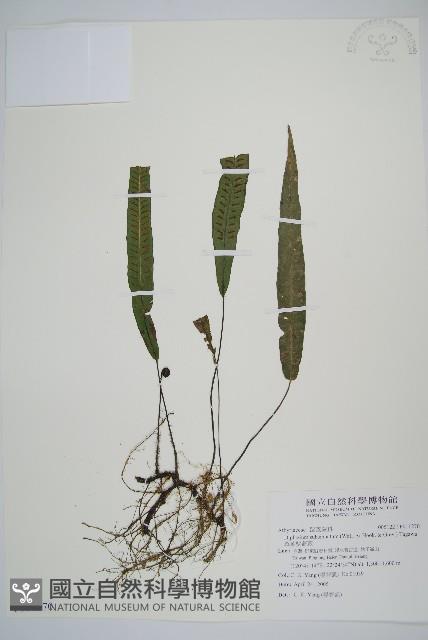 單葉雙蓋蕨藏品圖，第1張