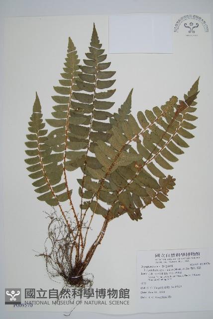 鞭葉耳蕨藏品圖，第1張