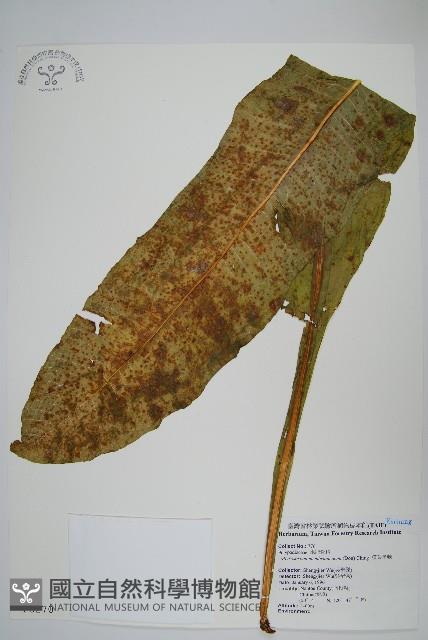 膜葉星蕨藏品圖，第1張