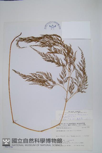 日本金粉蕨藏品圖，第1張