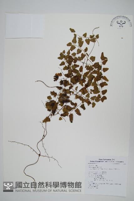 小葉海金沙藏品圖，第1張