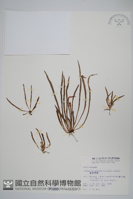 姬書帶蕨藏品圖，第1張