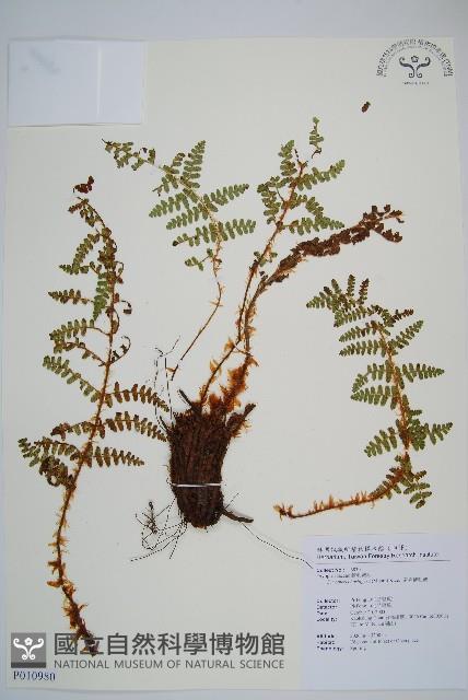 密毛鱗毛蕨藏品圖，第1張