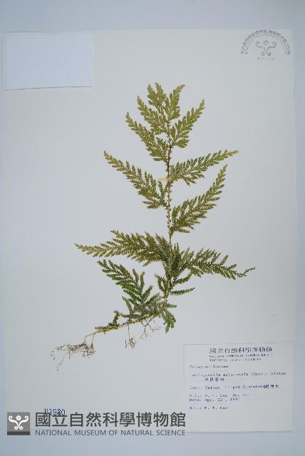 全緣卷柏藏品圖，第1張