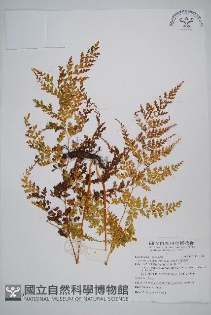 大膜蓋蕨藏品圖，第1張