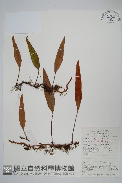 瓦葦藏品圖，第1張