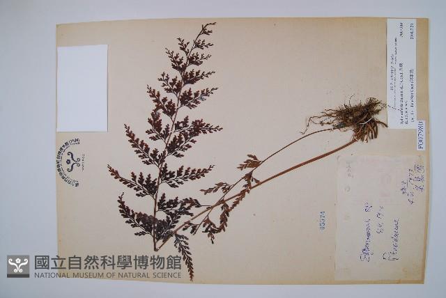 烏蕨藏品圖，第1張