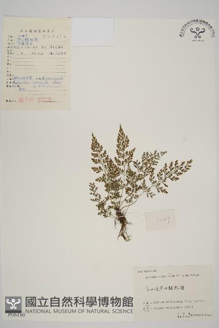 相似鐵角蕨藏品圖，第1張