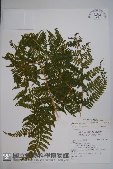 熱帶鱗蓋蕨藏品圖，第1張