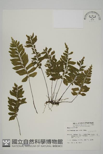 剪葉鐵角蕨藏品圖，第1張