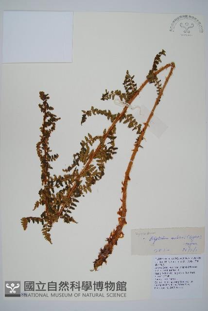 黑鱗耳蕨藏品圖，第1張