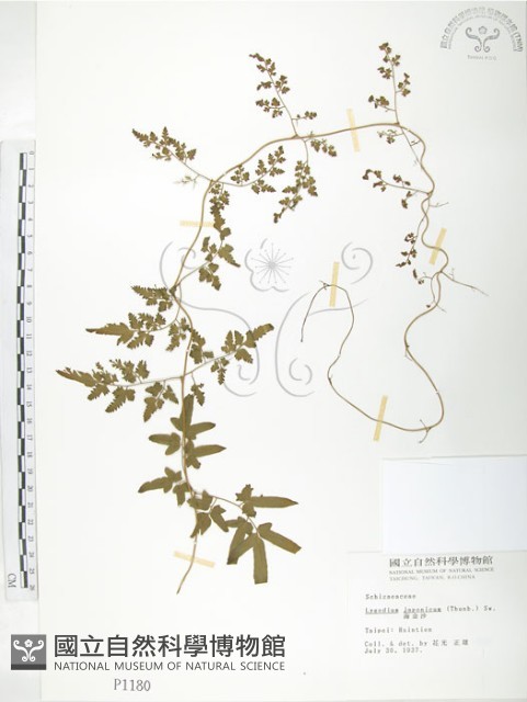 海金沙藏品圖，第1張