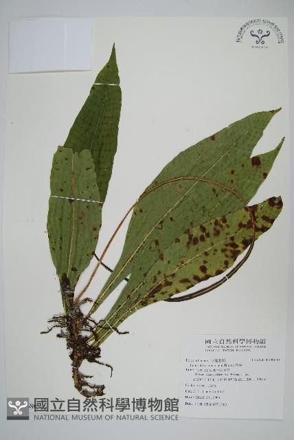 萊蕨藏品圖，第1張