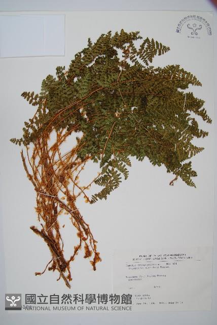 腺鱗毛蕨藏品圖，第1張