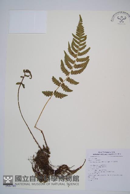 東洋蹄蓋蕨藏品圖，第1張