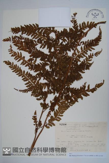 登錄號:P012780藏品圖，第1張