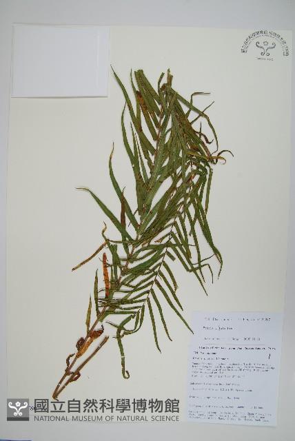 鱗蓋鳳尾蕨藏品圖，第1張